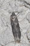 Blastobasis
