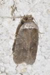 Agonopterix