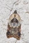 Acleris variegana