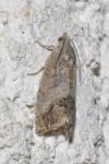 Cydia splendana