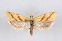 Aethes francillana