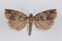 Ancylis achatana