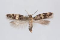 Apatema mediopallidum