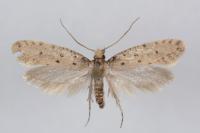 Ateliotum petrinella