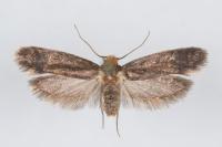 Cephimallota crassiflavella
