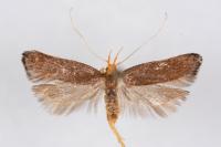 Eurodachtha pallicornella