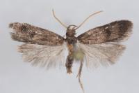 Eurodachtha siculella