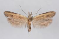Mesophleps corsicella