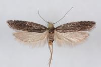 Neofaculta ericetella
