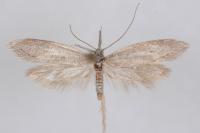 Pleurota gallicella