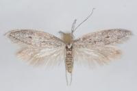 Pleurota gallicella