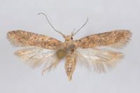 Scrobipalpa salinella