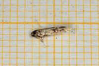 Caryocolum alsinellum