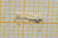 Coleophora ramosella