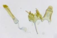 Caryocolum alsinellum