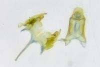 Caryocolum alsinellum
