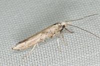 Paradoxus osyridellus