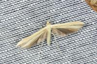 Hellinsia pectodactyla