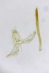Paradoxus osyridellus