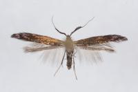 Coleophora mayrella