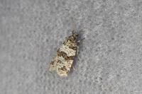 Isotrias rectifasciana