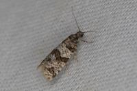 Isotrias rectifasciana