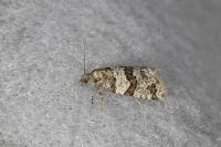 Isotrias rectifasciana