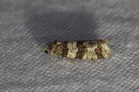 Isotrias rectifasciana