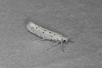 Yponomeuta