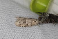 Cnephasia