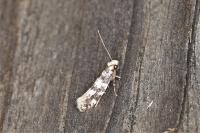 Infurcitinea
