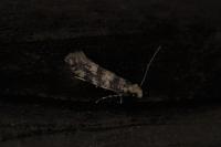 Infurcitinea