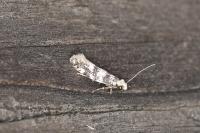 Infurcitinea