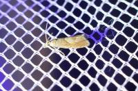 Dichrorampha