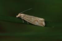 Bactra