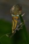 Alabonia staintoniella