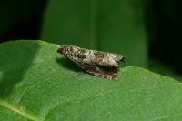 Epinotia