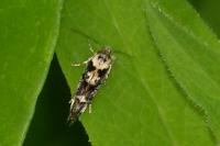 Mompha conturbatella