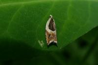 Ancylis badiana