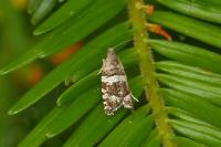 Epinotia fraternana