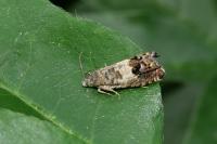 Cydia gr. succedana