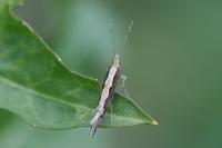 Plutella xylostella