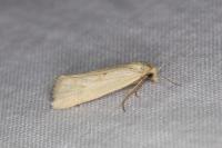 Cochylimorpha meridiana