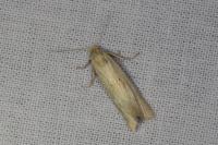 Cochylimorpha meridiana