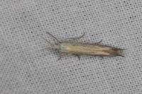 Coleophora
