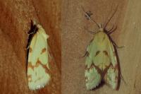 Agapeta hamana