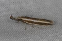 Pleurota aristella