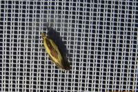 Harpella forficella