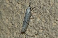 Yponomeuta evonymella