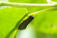Lampronia fuscatella